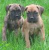 Boxer welpen