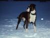 Boxer Deckrüde