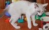 Snowshoe-Kater in seal-point/ weiss