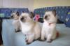 Heilige Birma/ Thai Kitten