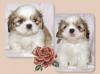 Shih Tzu Welpen dürfen zum 9.10.2010 ausziehen