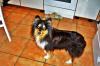 sheltie nancy sucht rüden
