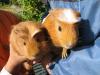 GRATIS - 2 Meerschweinchen Männchen - gut zusammengewöhnt