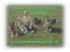 Hundeschule im Saarland 