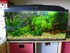 Aquarium 80x35x40 cm,  112 l,  KOMPLETT