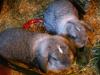 kaninchenpärchen sucht neues Heim