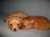 Spitz&Chihuahua mix welpen