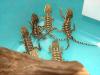Zwergbartagamen  NZ 08/ 10 pogona henrylawsoni