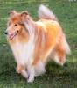 Nur noch eine Woche- Wir erwarten Colliewelpen   VDH /  CfbrH  in gold - sable