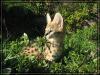 Serval /  Servale Kitten abzugeben