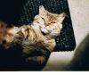 Findel-Katzendame sucht neues Nest