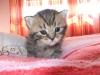 BKH Kitten mit Stammbaum