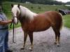 Haflinger Stute zu verkaufen.