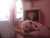 Siamkatzenbabys   Tel.09278 770318