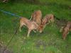 fünf kleine hunde suchen dringend ein schönes zu hause