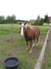 super süßes Kleines Dt. Reitponystute in gute Hände abzugeben