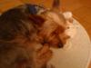 2 Jahre alter Yorkshire-Terrier  m; kastriert 