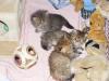 Reinrassige Perser Golden Shaded /  Tabby Babys