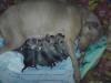 Gesunde pitbull welpen zu verkaufen