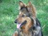 Soll ich meine Hunde impfen?