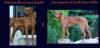 reinafrikanische Rhodesian Ridgeback Welpen/  South African Hunter Kennel