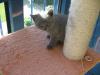 BKH Kitten 
