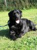Labrador-Hündin Bonny