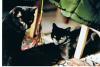 2 schwarze Katzen-Schönheiten suchen neues Heim mit Garten.
