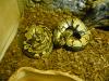 Königspython  het. Albino Zuchtgruppe!!!!!!!
