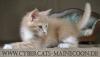 Maine-Coon-Mädchen KELLY (cream tabby/ white),  Hamburg
