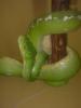 Morelia Viridis  ARU DNZ vom 24.2.010