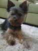 Elvis,  unser Yorki,  will Papa werden ;)