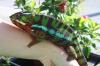 Pantherchamäleons - Furcifer pardalis (ambilobe) NZ 07/ 10 