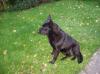 Verschenke Schäfer/ Labrador  mix  Hündin