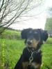 Liebevoller Mischling/ 11 Monate
