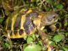 STUTTGART: Europäische Landschildkröten NZ 2010