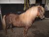 Pony Hengst mit vollen Papieren