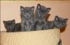 Kartäuser/ Chartreux-Kitten  aus der  Cattery   von Villa Ingenheim  suchen neues