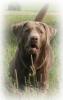 Silver Labrador-Retriever Deckrüde Aragon-Silver