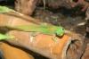 Biete Goldstaubgeckos,  Phelsuma laticauda