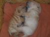 Shar Pei Welpen 