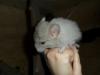Chinchillas ab 20, - Euro