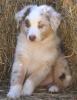 Australian Shepherds Welpen 