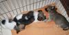 Niedliche Chihuahua Welpen
