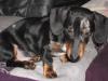 DRINGEND Tiger-Dackel Welpe Monty