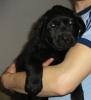 Labrador Welpen,  reinrassig,  schwarz,  zvk.