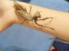 Suche Pnigomantis medioconstricta