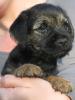 Border Terrier Welpe VDH/ KfT
