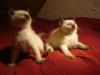 Thaikatzen  /   Siamkatzen