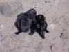mops welpen